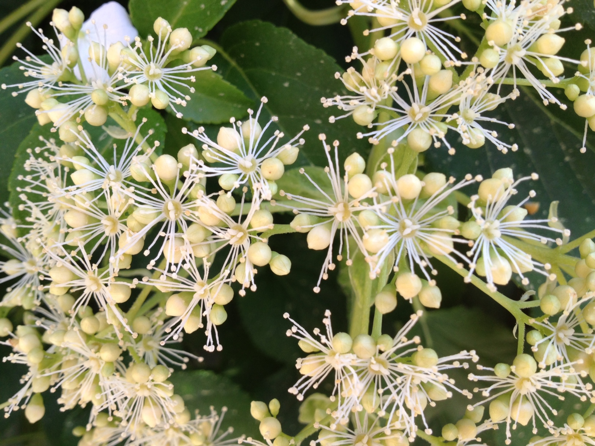 photograph entitled Flower Burst by Kimberly Chesebro