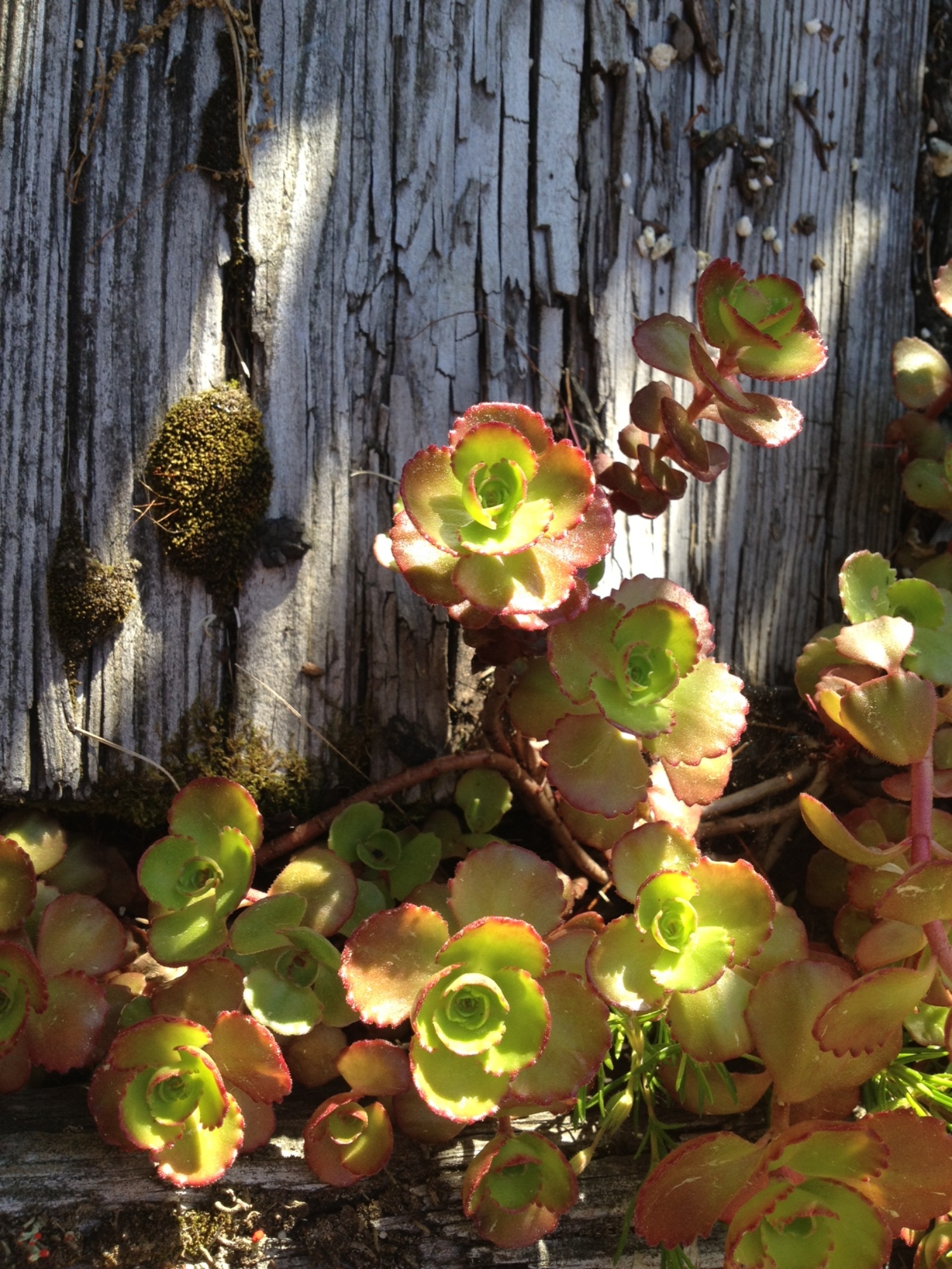 photograph entitled Flowers Through Wood by Kimberly Chesebro