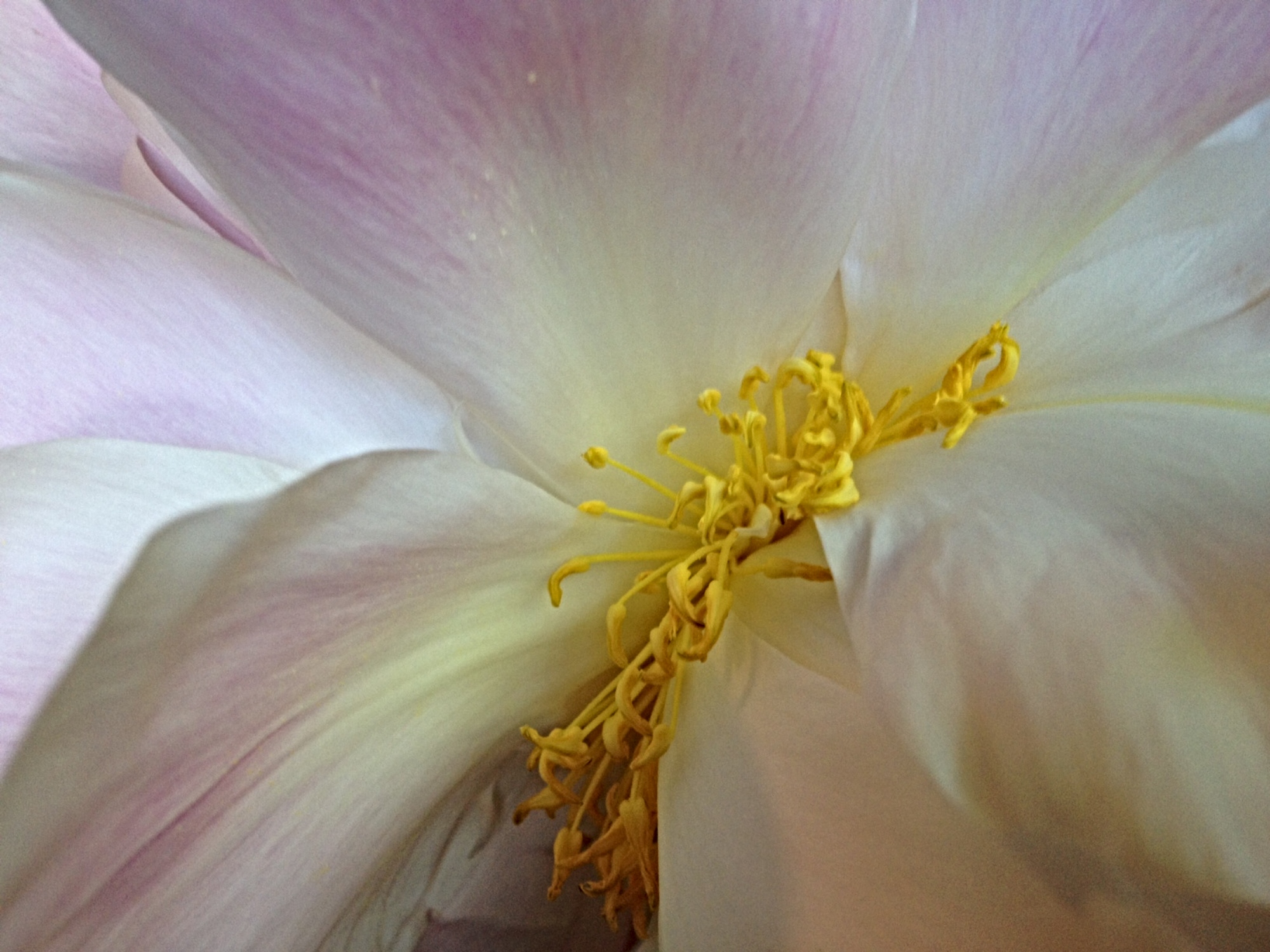 photograph entitled Inside Flower by Kimberly Chesebro