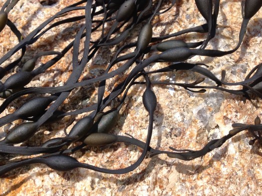 photograph entitled Seaweed by Kimberly Chesebro