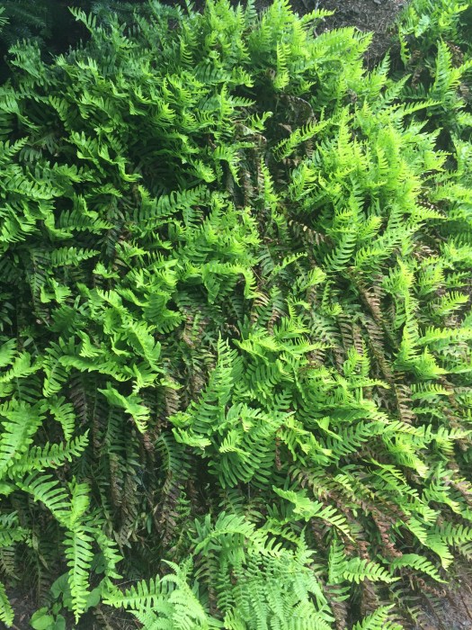 photograph entitled Ferns by Kimberly Chesebro
