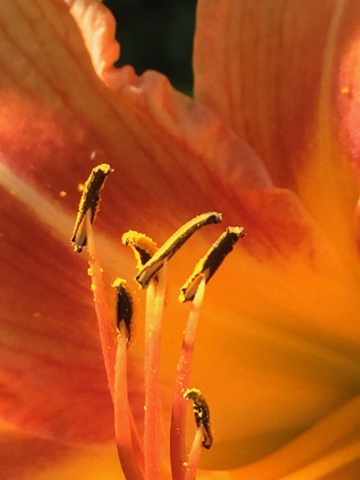 photograph entitled Inside Iris by Kimberly Chesebro