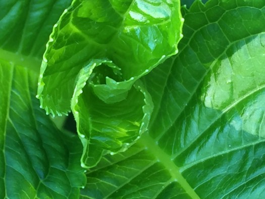 photograph entitled Leaves by Kimberly Chesebro