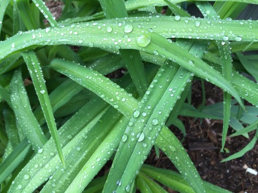 photograph entitled Raindrops on Grass by Kimberly Chesebro