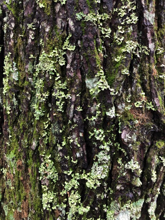 photograph entitled Living Tree Bark by Kimberly Chesebro