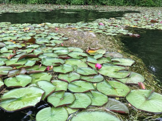 photograph entitled Lillypad by Kimberly Chesebro