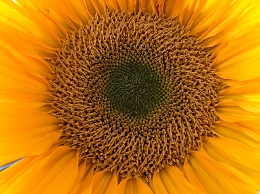 photograph entitled Sunflower by Kimberly Chesebro