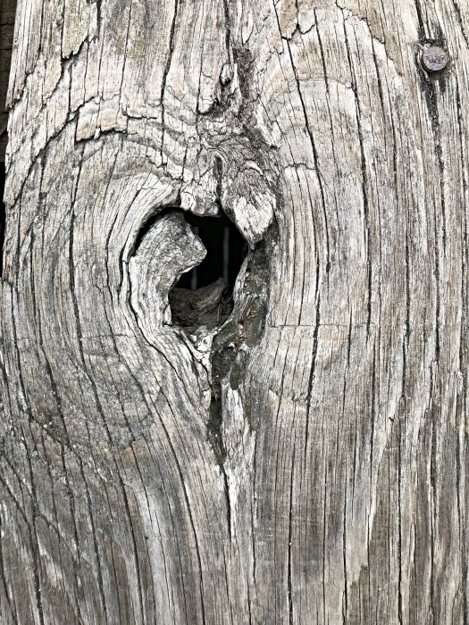photograph entitled Wood Pattern by Kimberly Chesebro