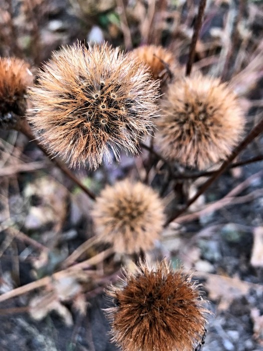 photograph entitled Dry Flowers by Kimberly Chesebro