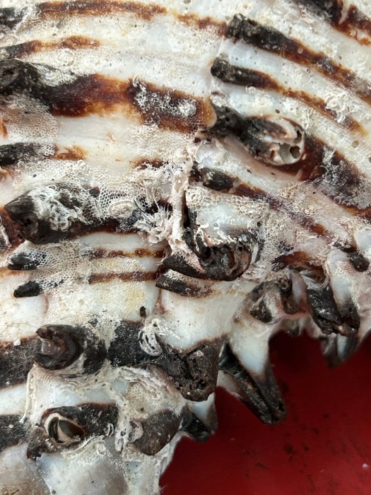 photograph entitled Black Murex Sea Shell by Kimberly Chesebro