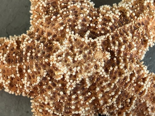 photograph entitled Starfish by Kimberly Chesebro