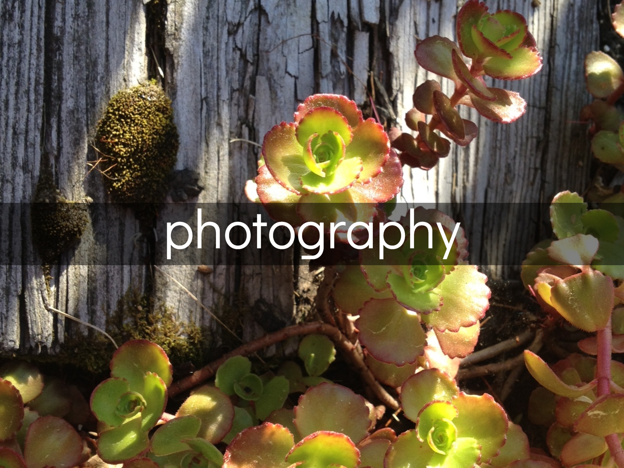 Photography Gallery • Kimberly Chesebro
